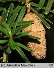 Tsuga sieboldii (choina Siebolda)