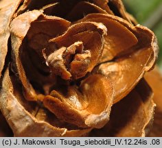 Tsuga sieboldii (choina Siebolda)