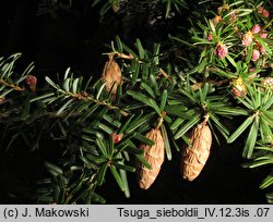 Tsuga sieboldii (choina Siebolda)