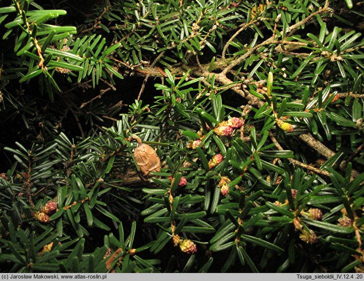 Tsuga sieboldii (choina Siebolda)