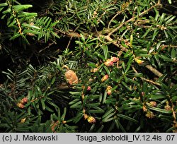 Tsuga sieboldii (choina Siebolda)