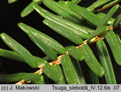 Tsuga sieboldii (choina Siebolda)