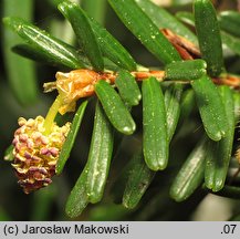 Tsuga sieboldii (choina Siebolda)