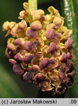 Tsuga sieboldii (choina Siebolda)