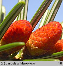 Abies chensiensis