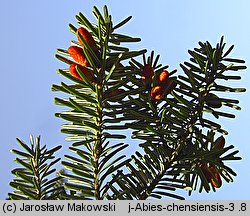 Abies chensiensis