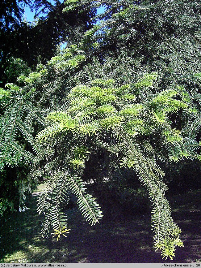 Abies chensiensis