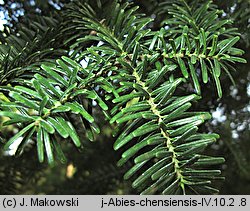 Abies chensiensis