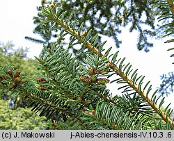 Abies chensiensis