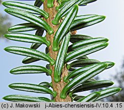 Abies chensiensis