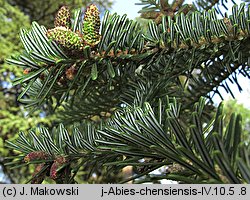 Abies chensiensis