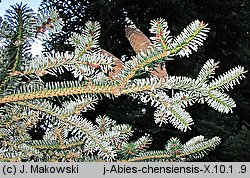 Abies chensiensis