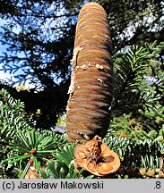 Abies chensiensis