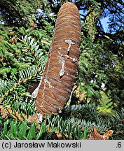 Abies chensiensis