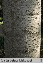 Abies cilicica (jodła syryjska)