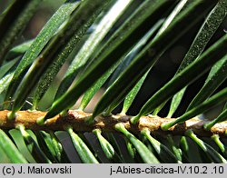 Abies cilicica (jodła syryjska)