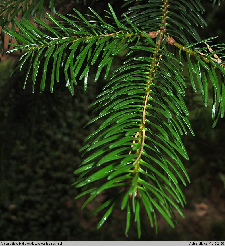 Abies cilicica (jodła syryjska)