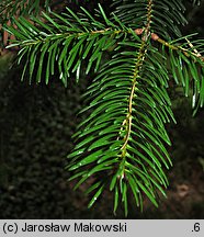 Abies cilicica (jodła syryjska)