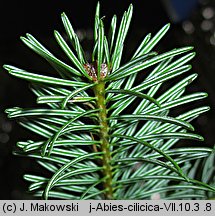 Abies cilicica (jodła syryjska)