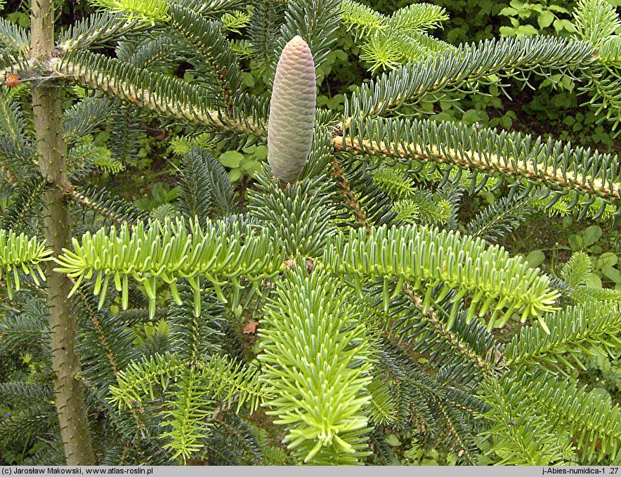 Abies numidica (jodła numidyjska)