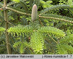 Abies numidica (jodła numidyjska)