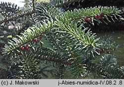 Abies numidica (jodła numidyjska)