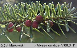 Abies numidica (jodła numidyjska)