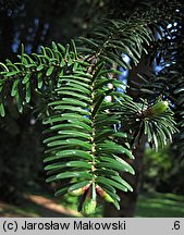 Abies numidica (jodła numidyjska)