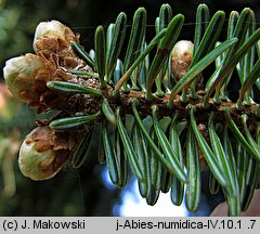 Abies numidica (jodła numidyjska)