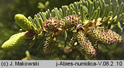 Abies numidica (jodła numidyjska)