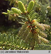 Abies numidica (jodła numidyjska)