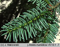 Abies numidica (jodła numidyjska)