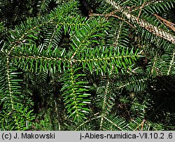 Abies numidica (jodła numidyjska)