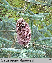 Abies numidica (jodła numidyjska)