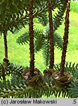 Abies pinsapo (jodła hiszpańska)