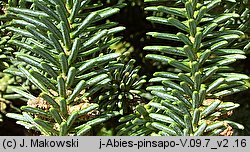 Abies pinsapo (jodła hiszpańska)