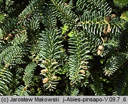 Abies pinsapo (jodła hiszpańska)