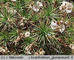 Acantholimon glumaceum (akantolimon błoniasty)