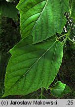 Acer davidii ssp. grosseri (klon Grossera)