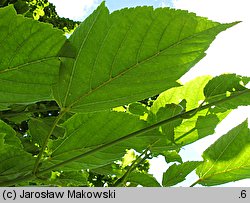 Acer davidii ssp. grosseri (klon Grossera)