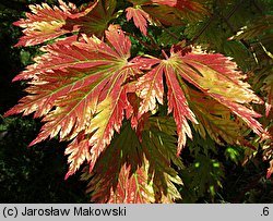 Acer japonicum Aconitifolium