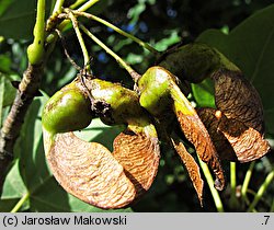 Acer monspessulanum (klon francuski)