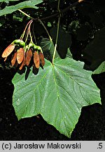 Acer opalus (klon włoski)