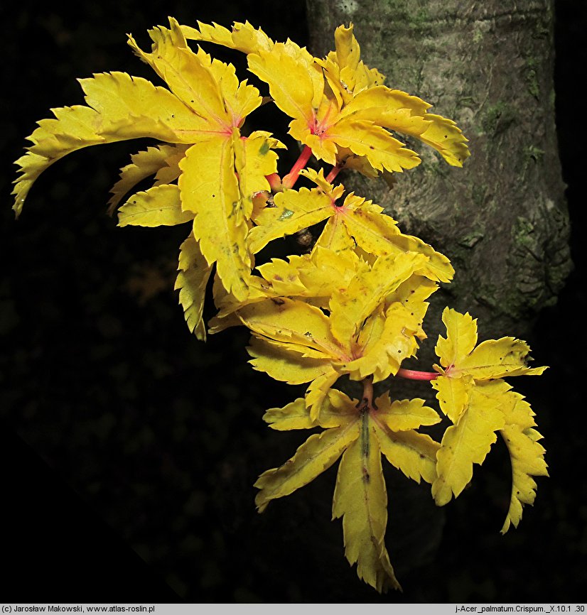 Acer palmatum Crispum