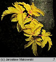 Acer palmatum Crispum