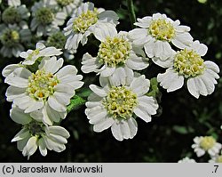 Achillea ×serrata