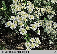 Achillea ×serrata