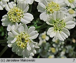 Achillea ×serrata