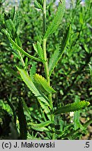 Achillea ×serrata