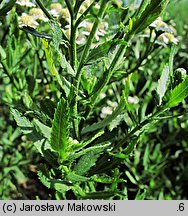 Achillea ×serrata